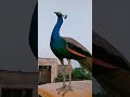 peacock sound