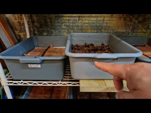 36-day ENC system & 26-day ENC cocoon nursery get fed - worm farm vermicomposting