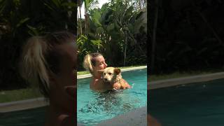 Puppy Scared Of Water Is So Brave Now l The Dodo #animals #dodo #dogs by The Dodo