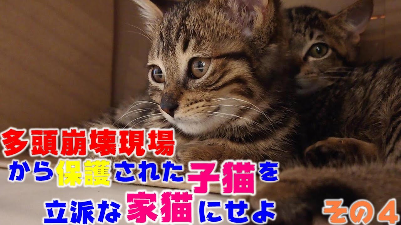 保護された子猫がひとを敵じゃないと思い始めた日　多頭崩壊現場から保護された子猫を立派な家猫に育て上げてみる　その４