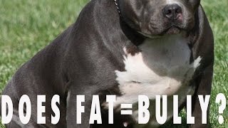 IS YOUR BULLY DOG TOO FAT???