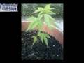 Linval Thomson - Marijuana Tree