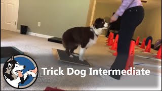 AKC Trick Dog Intermediate Finnesse