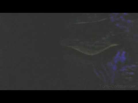 Crush's Coaster on ride (forward)