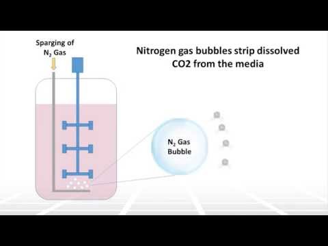 The Impact of pH on Cell Culture in Bioreactors – Two Minute Tuesday Video
