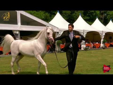 N.88 SAFEER BY SIBILLA - Bruges 2018 C European - 7-9 Years Old and Older Stallions (Class 13)
