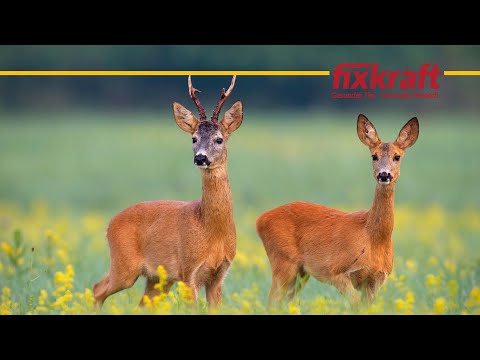 Luzerneheu in der Wildfütterung