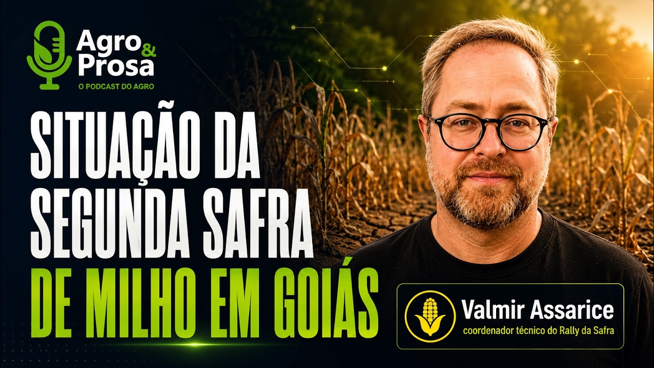 Entenda a a situação da segunda safra de milho em Goiás