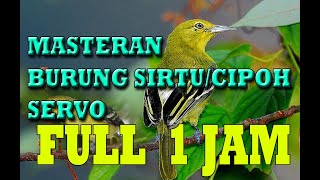 Download lagu masteran sirtu super gacor langsung nyiul  dan pikatan sirtu mp3
