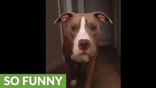 Pibble has mind blown when he sees himself in front facing camera