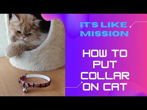How to put collar on cat? it's like a mission 😸😸