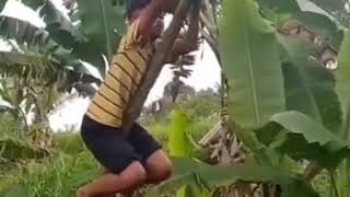 Download lagu Orang jatuh dari pohon😁 mp3