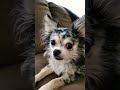 Chihuahua Eye Colors
