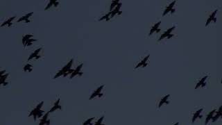 2024 FánHuā Film Festival | Short Film Selection | Goodbye First Love Trailer