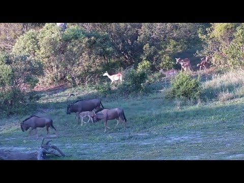 Impalas and blue wildebeests descend with their calves from the woodland to the Djuma Waterhole