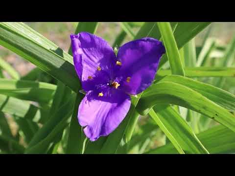 Virginia Spiderwort (Tradescantia Virginiana)