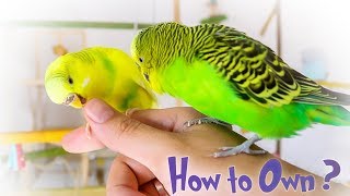 How to Own a Parakeet or Budgie?