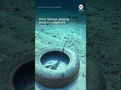 Diver rescues stingray stuck in sunken tire
