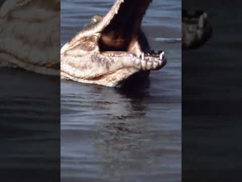 #capcut #sarcosuchus #planetdinosaur