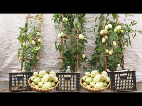 Secrets of growing Pepino Melon at home for beginners - Yellow Striped Watermelon