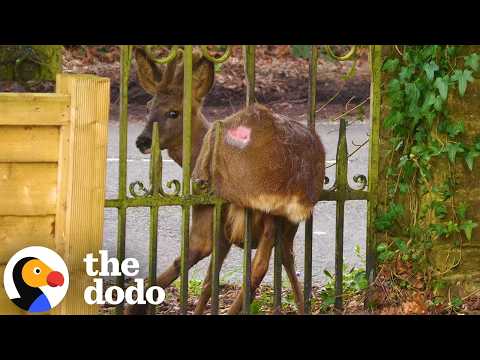 Deer Folded In Half In Spiked Fence Gets Help Just In Time