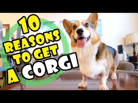 10 Reasons Why You SHOULD Get a CORGI Puppy || Extra After College Video