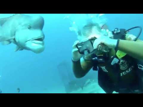 The Japanese Diver and His 30-Year Friendship with a Fish