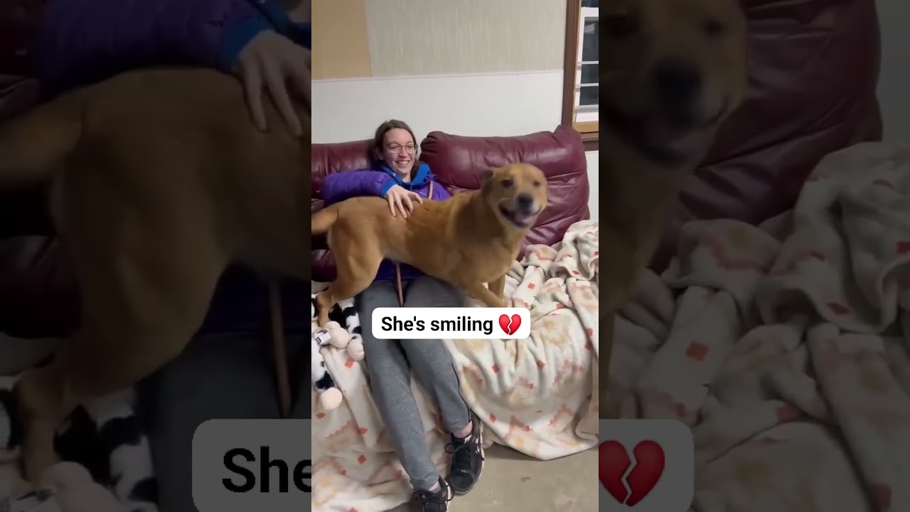 Enlarge Meet BAILEY-Your New Loyal SENIOR Best Friend, a Adoptable Mixed Breed in Archbold , OH video 3/4