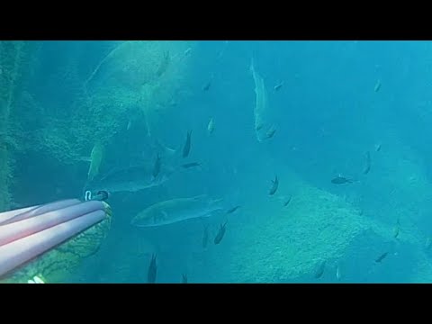 PESCASUB: NEL FOSSO DELLE GROSSE SPIGOLE..