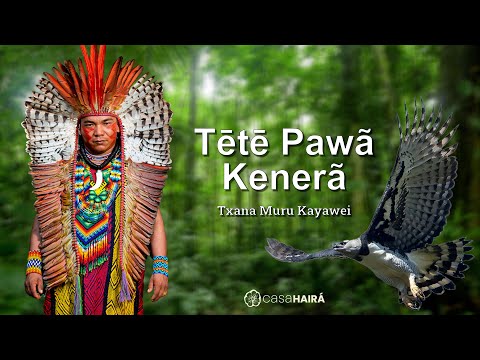 Tētē Pawã Kenerã - Txana Muru Kayawei - Grupo Kayawei - Huni Kuin - Casa Hairá - Ayahuasca