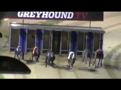 Bubbly Bluebird & Bubbly Turbo RPGTV 72nd East Anglian Greyhound Derby - 1st Semi Final At Yarmouth.