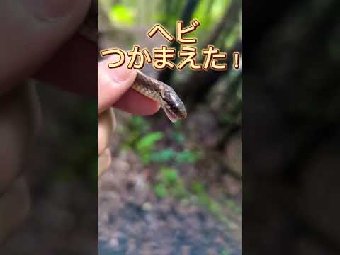 ザメニ最長筋 dis.png