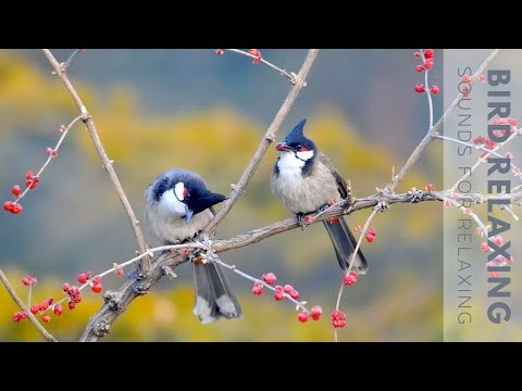 Nature Sounds, Birds Singing Without Music, 24h Chirping Birds Relax, Stinging Birds