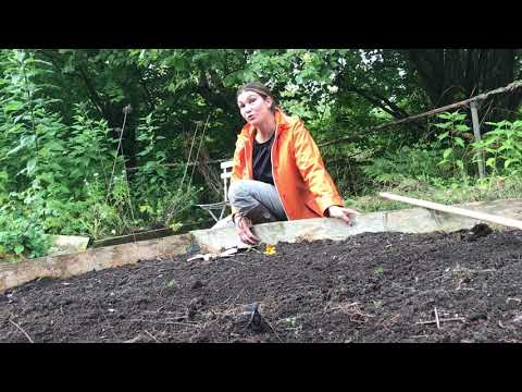 Höstsådd 7 saker jag höstsår nu och 3 saker som jag aldrig skulle höstså