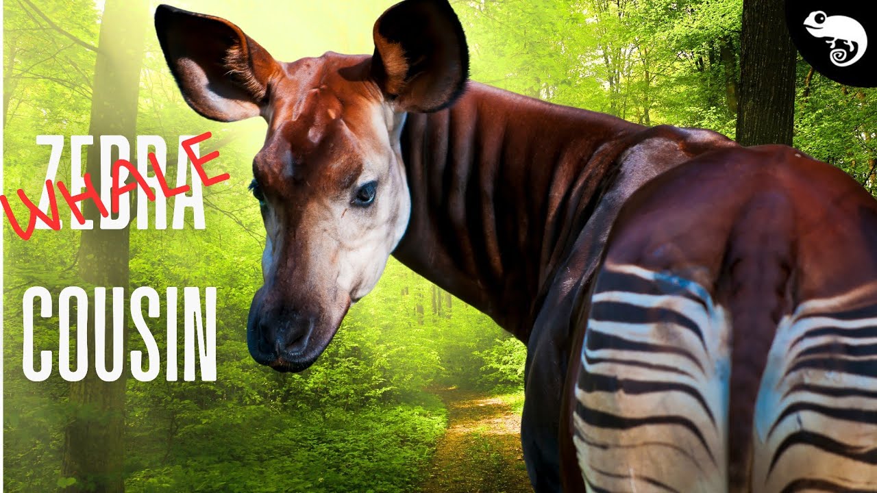 These Are The Closest Relatives of Whales!