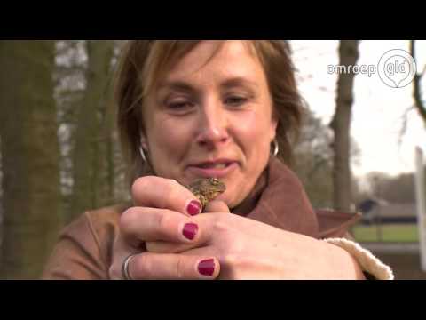 Gelderland helpt - Uitzending 13 | 27 maart 2017