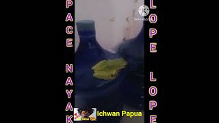 Download lagu KODOK HIJAU.MERAUKE. #kodok #katak #hijau #hewan #merauke #ichwanpapua #pacenayaklopelope mp3