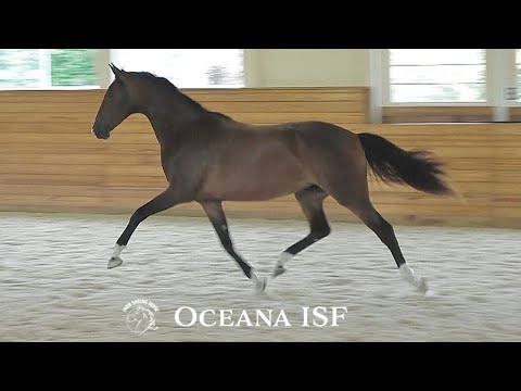 Oceana ISF - KWPN-NA filly for Sale at Iron Spring Farm