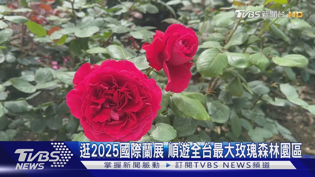 逛2025國際蘭展 順遊台南後壁全台最大玫瑰森林園區