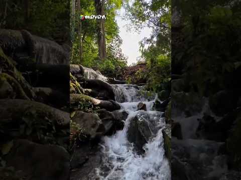 El Parque Nacional Yurubí, ubicado en el estado Yaracuy