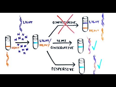 THE MOST BEAUTIFUL EXPERIMENT IN BIOLOGY: Meselson & Stahl, The Semi-Conservative Replication of DNA