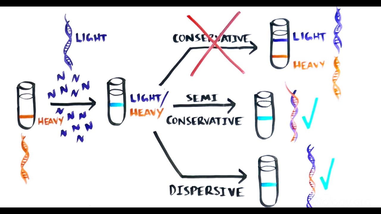 THE MOST BEAUTIFUL EXPERIMENT IN BIOLOGY: Meselson & Stahl, The Semi-Conservative Replication of DNA