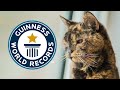 Oldest Living Cat - Guinness World Records