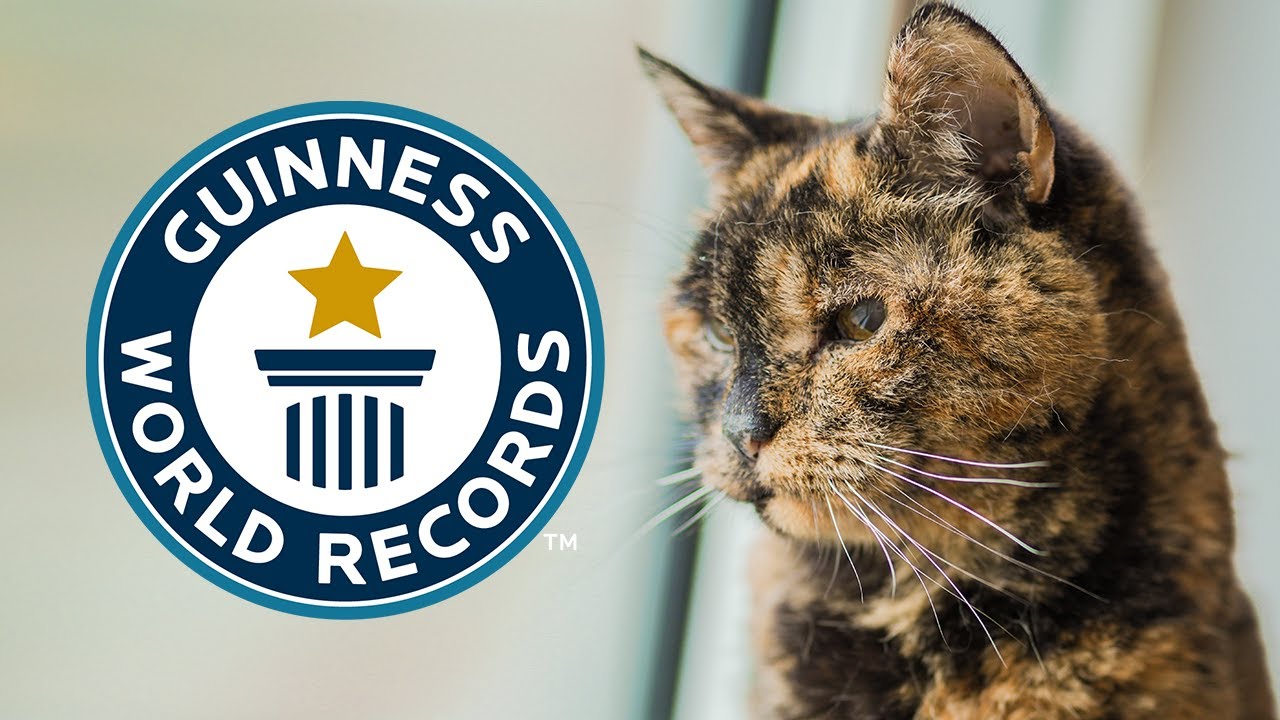 Oldest Living Cat - Guinness World Records thumnail