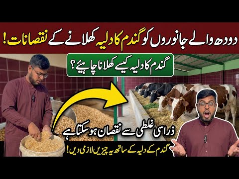 Feeding Wheat Porridge to Cows & Buffaloes | Benefits, Risks & Expert Truth