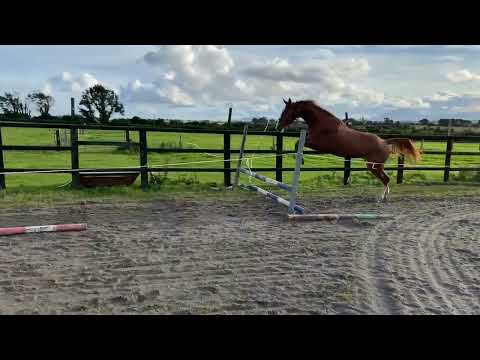 3 Year Old Gelding By Livello X Balou Du Rouet Dam - Image 2