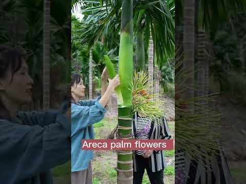 , title : 'Areca Palm  Do You Know This Plant? #satisfying #short'