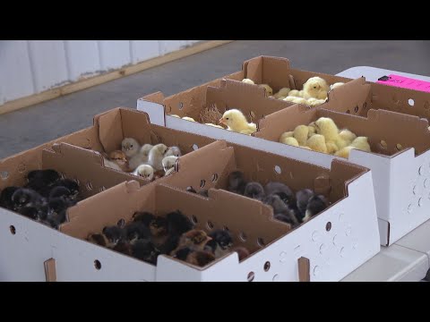 Local hatchery overwhelmed as people look to raise own chickens as egg prices soar