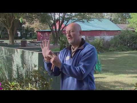 How and When To Prune Azaleas