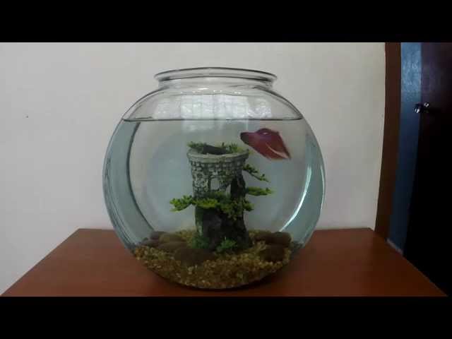 How to Clean Your Betta Fish Tank
